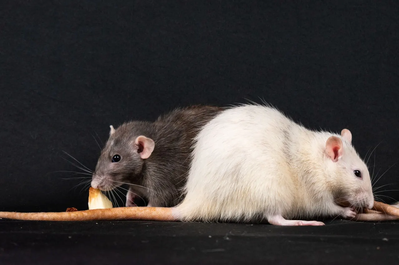 Fast Action Pest Control Pros serving Palm Bay, Florida