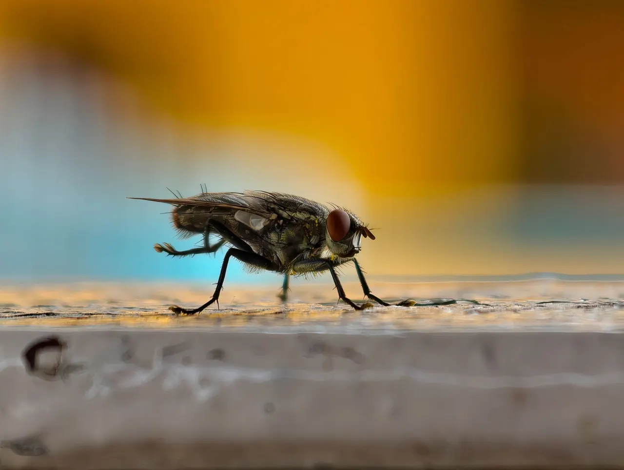 Fast Action Pest Control Pros — Pest Control you can rely on