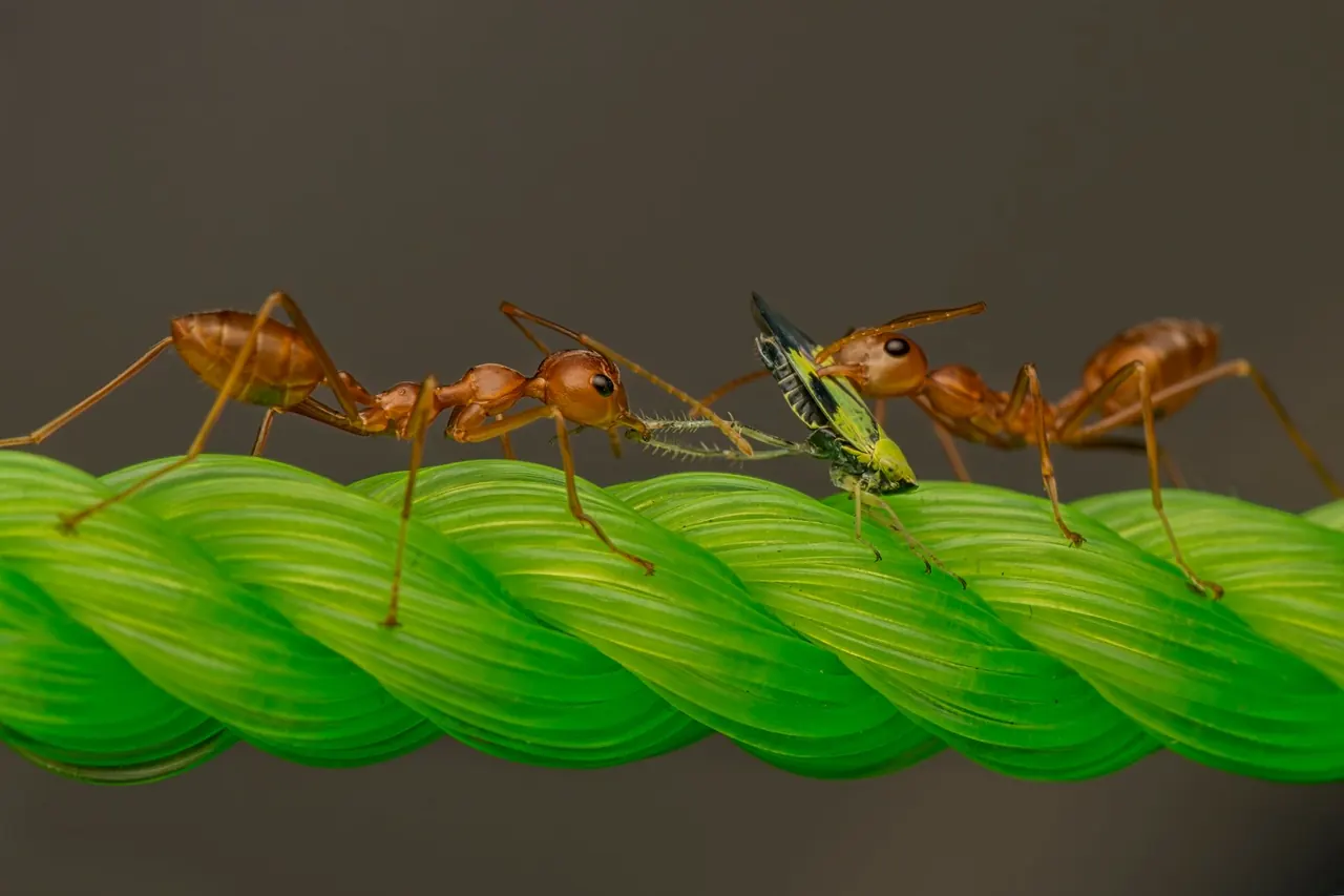Fast Action Pest Control Pros — Pest Control you can rely on