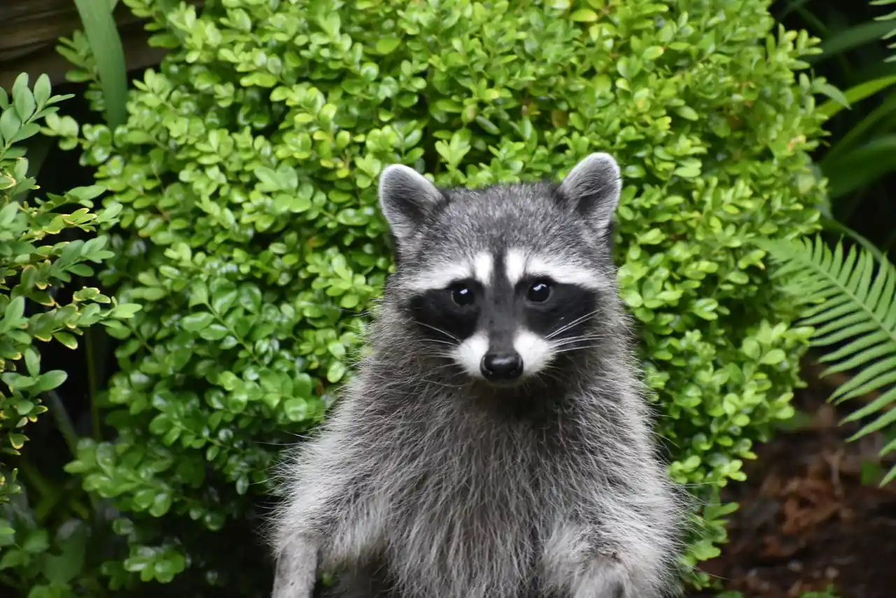 Pest Control in Malabar FL