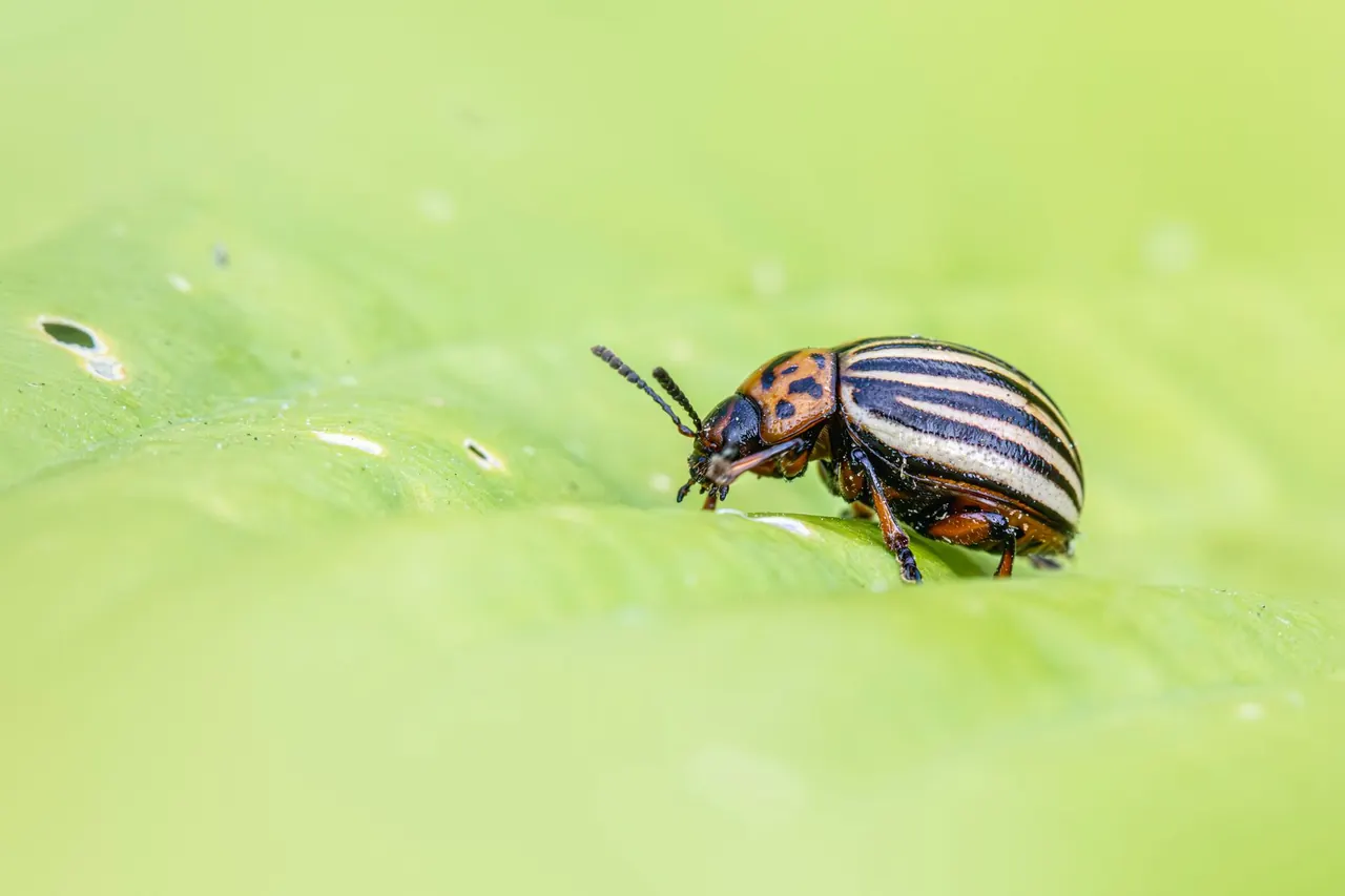 Pest Control in North Palm Bay FL